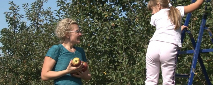 Збір яблук триває у відкритому саду в селі Концово на Ужгородщині
