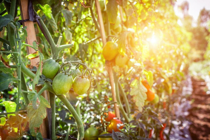 Беріть на замітку: способи допоможуть зеленим помідорам дозріти швидше