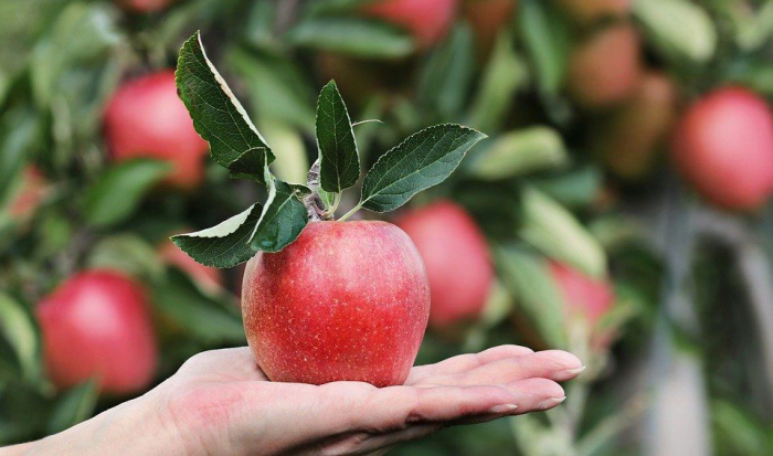 Беріть на замітку: найкращі осінні підгодівлі для підвищення врожайності груш та яблунь