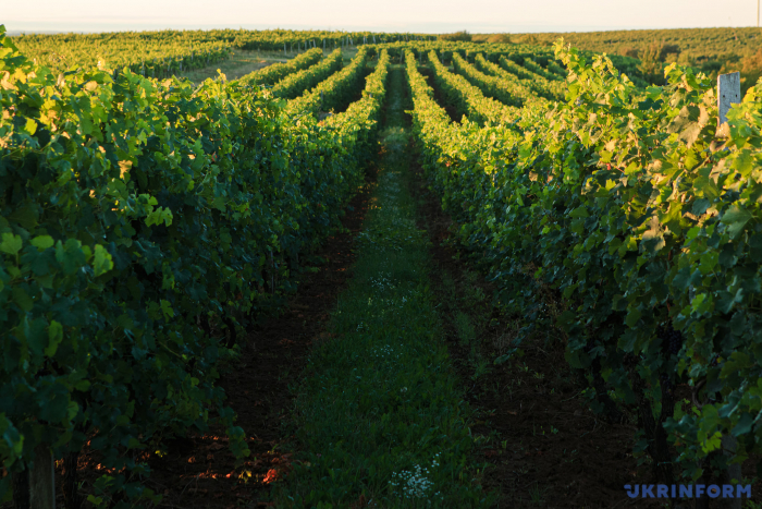 “Невинний” 2020-ий: винороби на Закарпатті називають нинішній рік одним із найгірших за десятиліття
