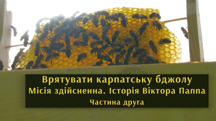 Б’ютифул Карпати: врятувати карпатську бджолу. Місія здійсненна. Частина 2 (ВІДЕО)