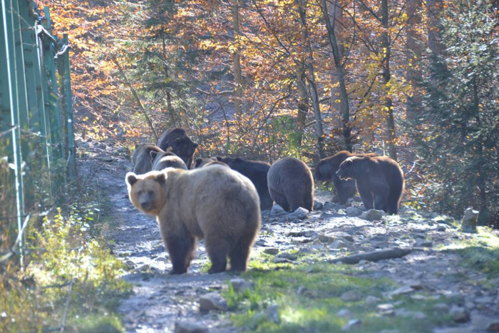 Набирають жирок: на Міжгірщині ведмедів з центру реабілітації вже готують до зими