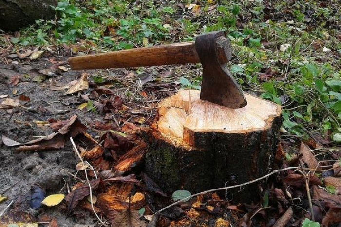 Закарпатця судитимуть за незаконне вирубування дерев у природно-заповідному фонді