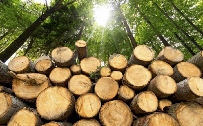 Закарпаття першим в Україні 100% переходить на продаж деревини через «Прозорро. Продажі»