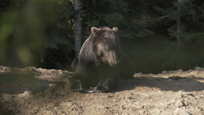 Підготовка до зими: ведмедів Синевира лікують та підгодовують перед настанням холоду