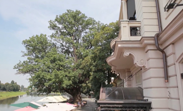 Пізнай Ужгород: як дізнатися про наше місто більше, завдяки ботанічним дивам