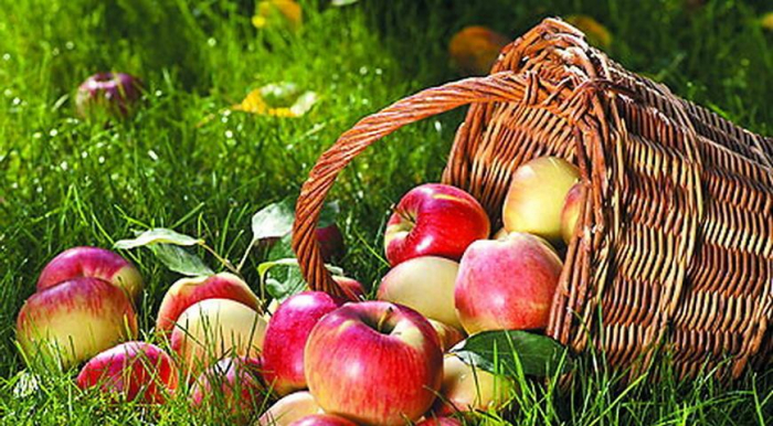 На Закарпатті розпочався уже традиційний самозбір яблук (ВІДЕО)