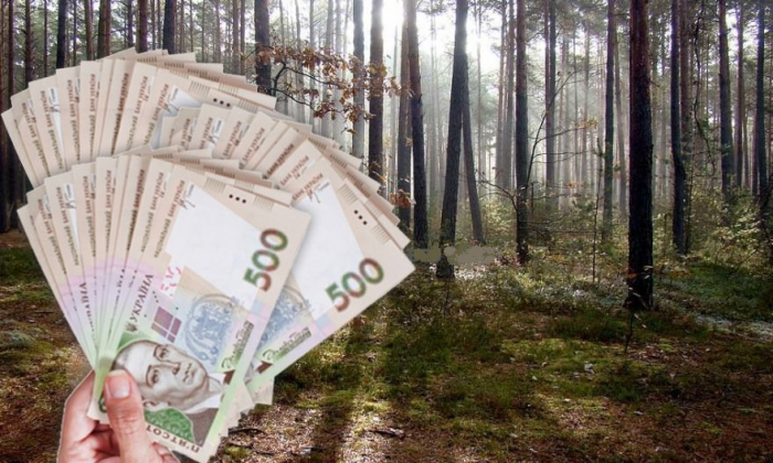 Завдяки закарпатському лісу бюджет отримав майже 70 мільйонів гривень