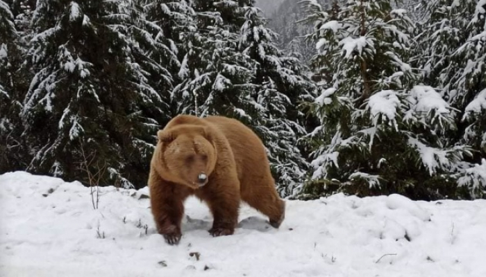 Постудило: синевирські ведмеді на Закарпатті почали залягати в сплячку (ФОТО)