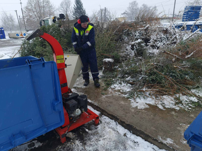 Стало відомо, як ужгородці можуть утилізувати свої живі "новорічні красуні"