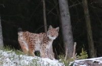 В Карпатах сфотографували рись, яку занесено до Червоної книги
