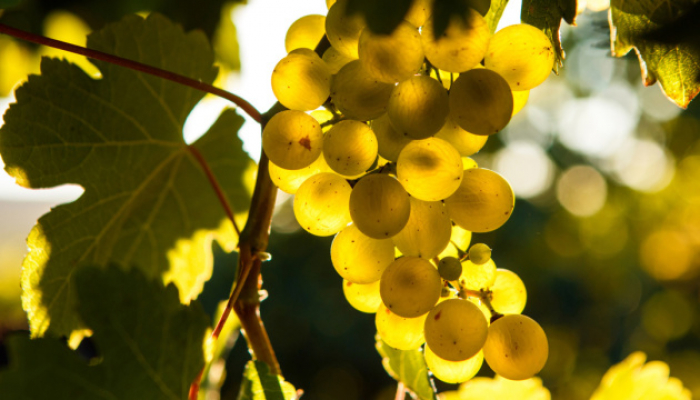 На Закарпатті 2021 рік був вдалим для білих сортів винограду