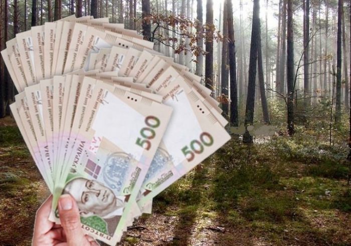 На Закарпатті за ліс сплачено до бюджету понад 48 млн гривень
