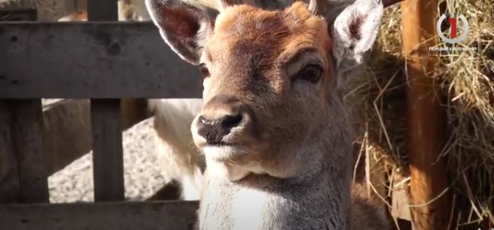 Жертви нападу: невідома істота вбила двох оленів у Синевирі (ВІДЕО)