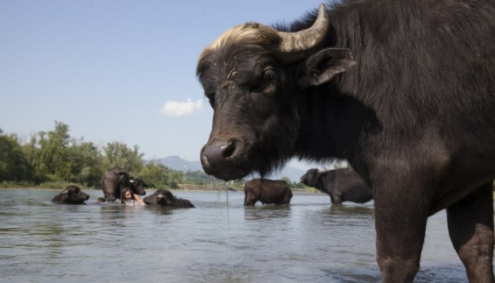 Режисерка розповіла, як знімали кіно про рідкісних буйволів у Зкапатті
