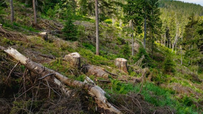 На Закарпатті найбільше незаконних рубок лісу в західному регіоні, — ДБР