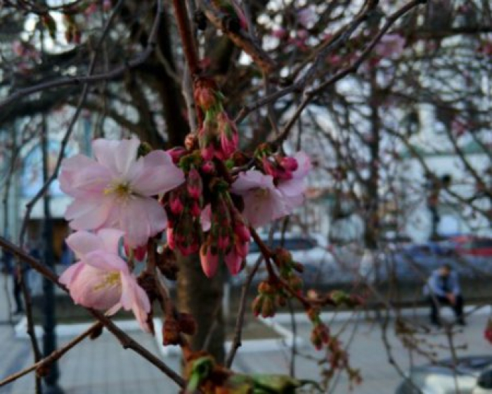 На Закарпатті квітне "шалена" сакура (ВІДЕО)