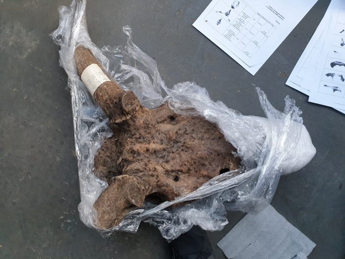 Скам’янілі рештки Великорогого оленя виявили у вантажівці закарпатські митники