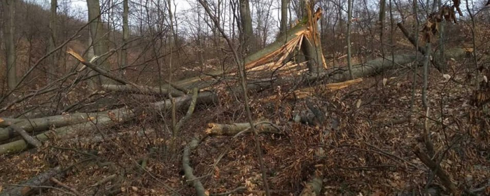 Рік обмеження волі: закарпатця засудили за порубку 18 дерев