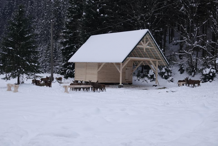 На Міжгірщині створюють Біопарк Синевир – завезено перших 30 оленів (ФОТО)