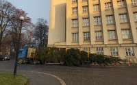 В Ужгород привезли головну ялинку області