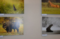 Фотовиставку «Скарби природи Вишеградської групи» відкрили в Ужгороді