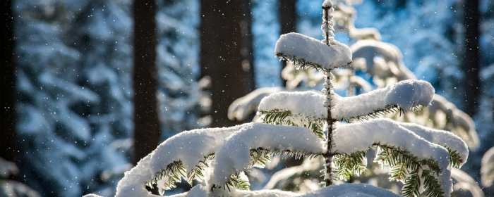 Сильні снігопади та ожеледиця: синоптики попереджають про негоду на Закарпатті
