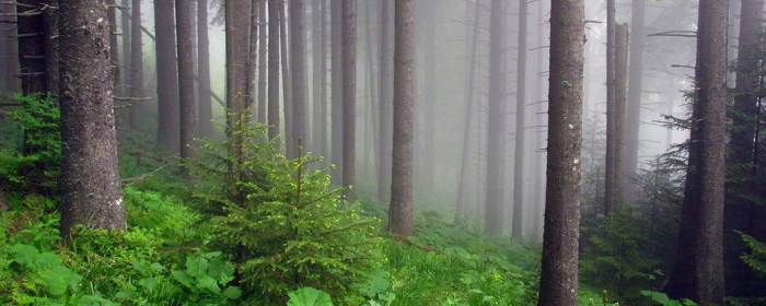 Збитки державі на понад 1,6 млн гривень: на Закарпатті судитимуть майстра лісу