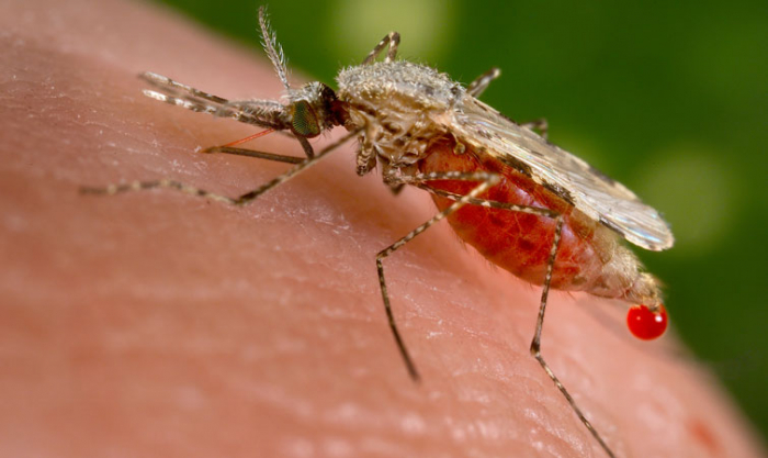 У Закарпатській ОДА детально розповіли про випадок малярії у Мукачеві