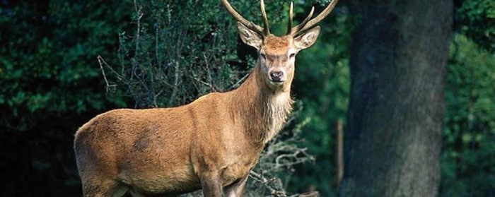 Вбив самку оленя: закарпатця підозрюють в незаконному полюванні в заповіднику
