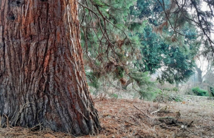 В Ужгороді росте дивовижне дерево, яке живе до 3000 років (ФОТО)