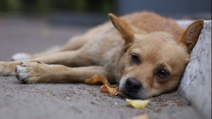 Отруєння собак в Мукачеві: власники тварин побоюються, що будуть грабежі (ВІДЕО