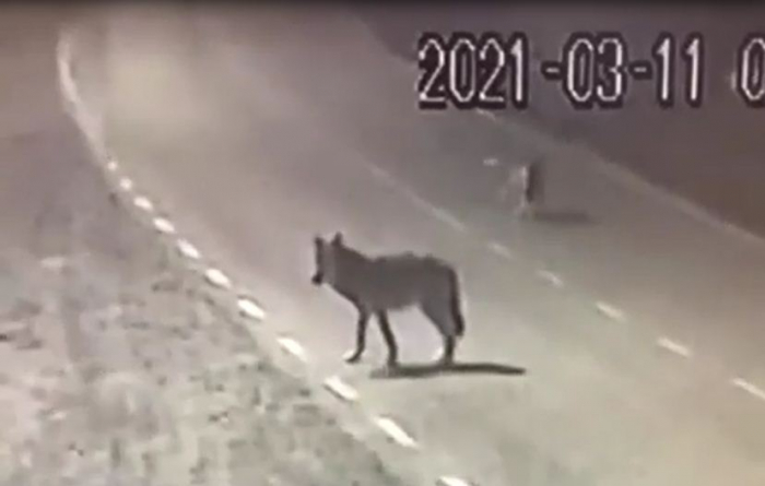 Камери відеоспостереження зафіксували вовків на дорозі в селі на Закарпатті (ВІДЕО)
