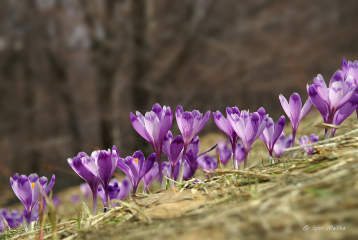 Перші квіти весни вже вкрили галявини парку «Березинка» на Мукачівщині (ВІДЕО)