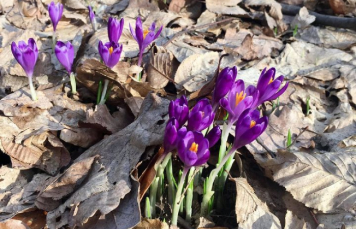 Весна на Закарпатті за календарем – в лісі розквітають шафрани (ФОТО)