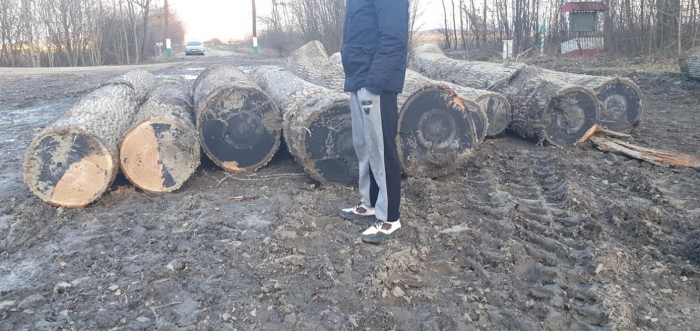 Вирубка лісу на майже 200 тисяч грн: гучний інцидент у Шаланках на Закарпатті