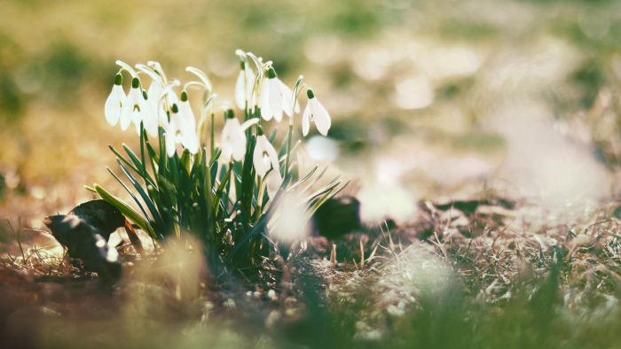 Весняний прогноз: якою буде весна на Закарпатті?