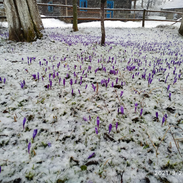 Весна з характером: на Міжгірщині фіолетові шафрани вкрив білий сніг (ФОТО)
