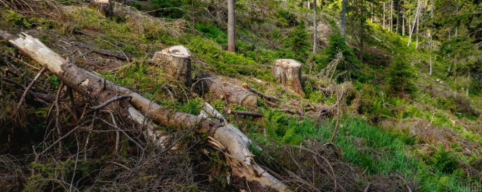Збитки на 7 млн гривень: на Закарпатті судитимуть посадовців лісництва за незаконні рубки лісу