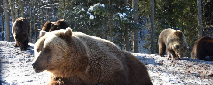 На Закарпатті бурі ведмеді прокидаються після зимової сплячки
