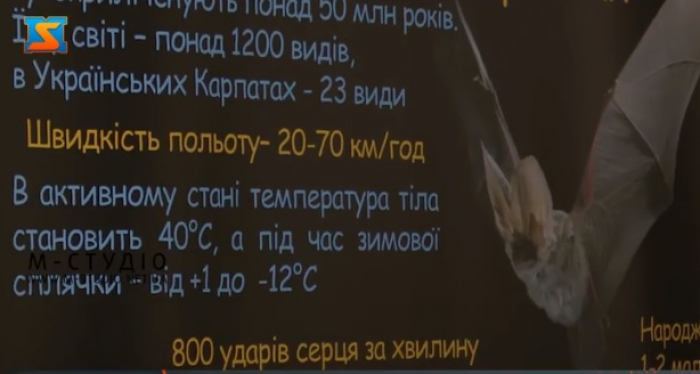 «Повітряні акробати ночі» – під такою назвою в Ужгороді відкрили виставку, присвячену кажанам
