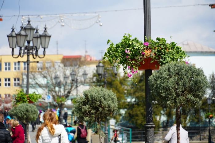 Ампельні пеларгонії висадили на площі Шандора Петефі в Ужгороді
