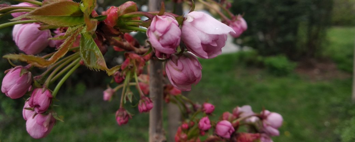 В Ужгороді починають масово цвісти сакури

