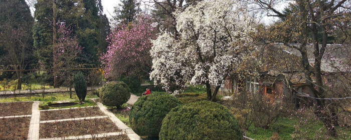 Магнолія, фейхоа та азалія: що квітне в ботанічному саду в Ужгороді