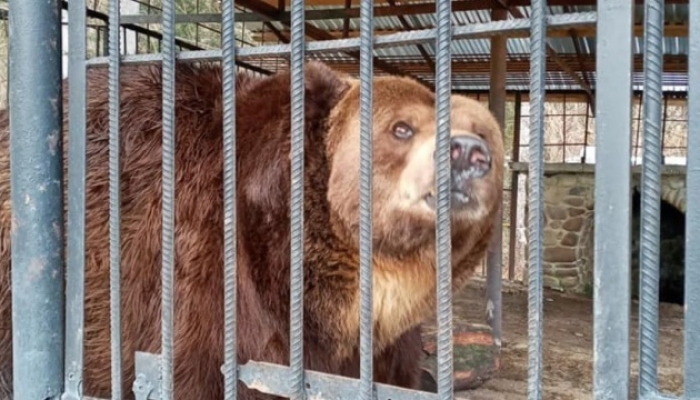 Ведмідь Юра, якого забрали у притулок «Синевир», живе у малій клітці й потребує кращого раціону