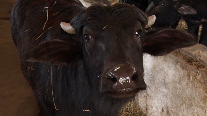 Туристична родзинка: на Хустщині функціонує еко-ферма з буйволами (ВІДЕО)