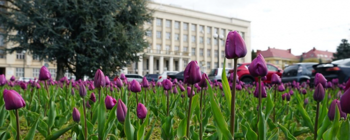 В Ужгороді затримали чоловіка, який зрізав тюльпани в центрі міста