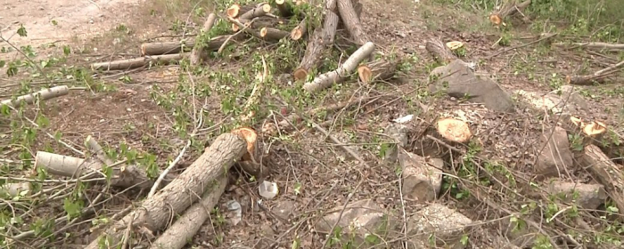 7 млн збитків: за незаконну рубку дерев на Закарпатті судитимуть майстра лісу та головного лісничого