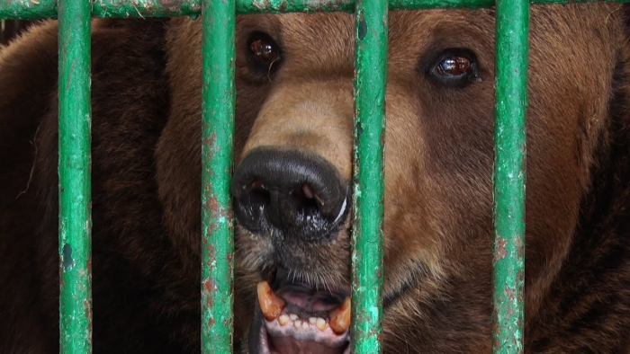 У реабілітаційному центрі бурих ведмедів з'явився новий житель