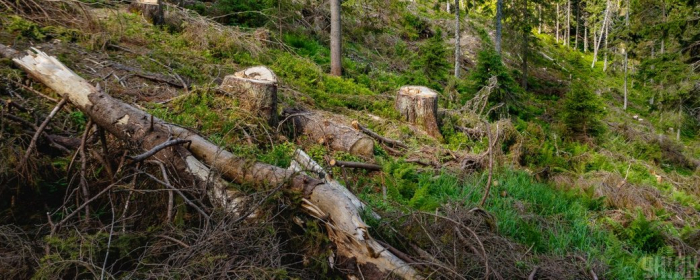 Збитки понад 300 тисяч: закарпатця судитимуть за незаконну рубку дерев